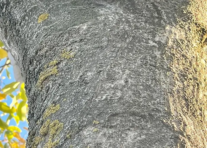 Camino Real * Pedrajas de San Esteban